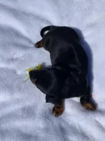 Bandit, a male Miniature Dachshund for sale in Saluda, SC – Photo 2 of 7
