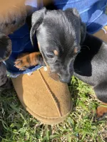 Bandit, a male Miniature Dachshund for sale in Saluda, SC – Photo 3 of 7