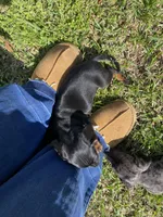 Bandit, a male Miniature Dachshund for sale in Saluda, SC – Photo 5 of 7