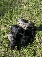 Bandit, a male Miniature Dachshund for sale in Saluda, SC – Photo 6 of 7