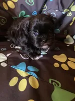 Bandit, a male Maltipoo for sale in Saluda, SC – 2 of 4