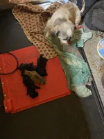 Karla, a female Shihpoo for sale in Saluda, SC – 7 of 7