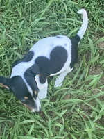 Chloe, a female Miniature Dachshund for sale in Saluda, SC – 2 of 4
