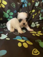 Bentley , a male Maltipoo for sale in Saluda, SC – 3 of 7