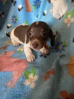 Gracie, a female Miniature Dachshund for sale in Saluda, SC – 1 of 9
