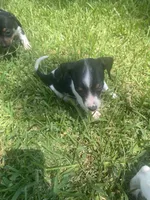 Lila , a female Miniature Dachshund for sale in Saluda, SC – 3 of 5