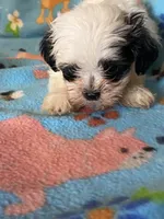 Bentley , a male Maltipoo for sale in Saluda, SC – 2 of 10