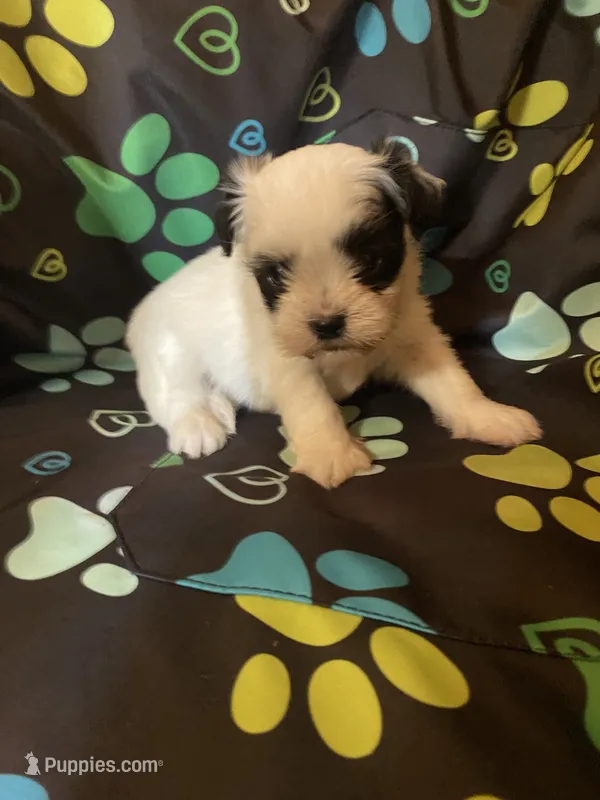 Bentley  – Maltipoo puppy for sale in Saluda, SC