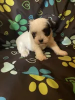 Bentley , a male Maltipoo for sale in Saluda, SC – 1 of 7