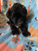 Scotty, a male Maltipoo for sale in Saluda, SC – 1 of 9