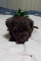 Scotty, a male Miniature Schnauzer for sale in Saluda, SC – 2 of 9