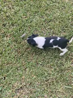 Lila , a female Miniature Dachshund for sale in Saluda, SC – 5 of 9