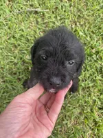 Scarlet, a female American Pit Bull Terrier and Miniature Goldendoodle for sale in Saluda, SC – 2 of 6