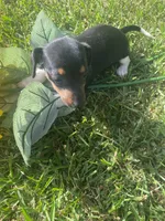 Mocha , a female Miniature Dachshund for sale in Saluda, SC – 5 of 8