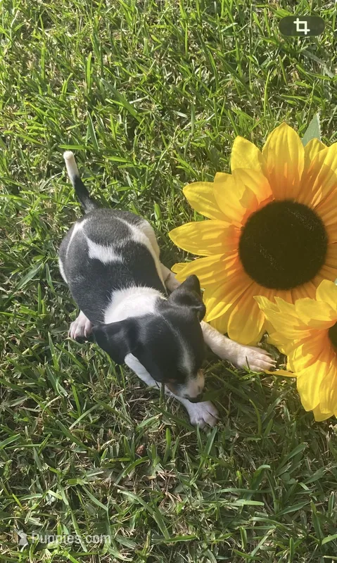 Lila  – Miniature Dachshund puppy for sale in Saluda, SC