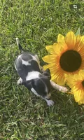 Lila , a female Miniature Dachshund for sale in Saluda, SC – 1 of 9