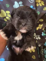 Bandit, a male Maltipoo for sale in Saluda, SC – 3 of 4