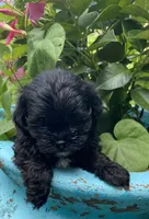Cooper, a female Shihpoo for sale in Saluda, SC – 2 of 7