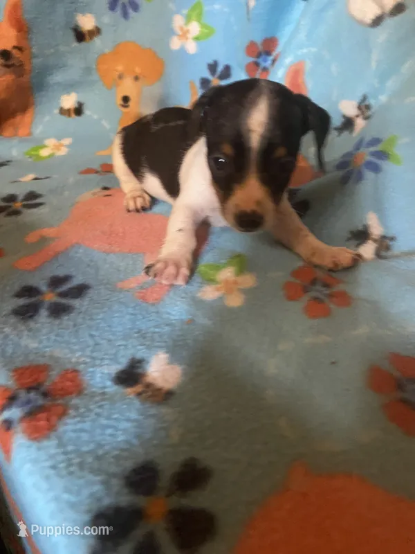 Marla – Miniature Dachshund puppy for sale in Saluda, SC
