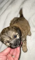 Poppy, a female Shihpoo for sale in Saluda, SC – 2 of 7