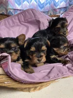 CKC yorkies, a male Yorkshire Terrier for sale in Saluda, SC – Photo 3 of 3