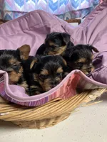 CKC yorkies, a male Yorkshire Terrier for sale in Saluda, SC – Photo 2 of 3