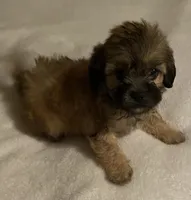 Poppy, a female Shihpoo for sale in Saluda, SC – 5 of 7