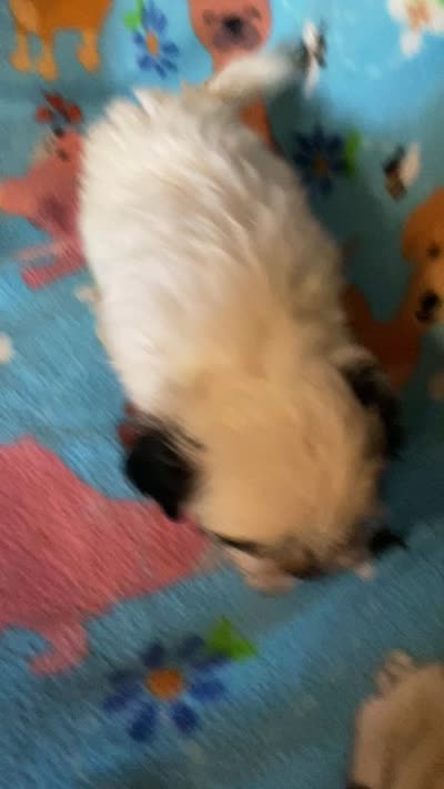 Bentley , a male Maltipoo for sale in Saluda, SC – 10 of 10