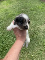 Diesel , a male Miniature Dachshund for sale in Saluda, SC – 4 of 9