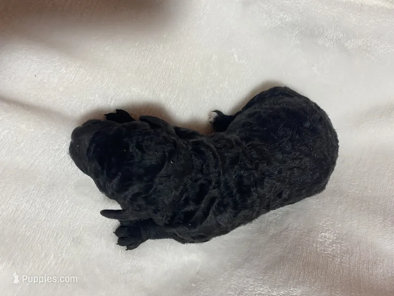 Midnight  – Miniature Goldendoodle puppy for sale in Saluda, SC