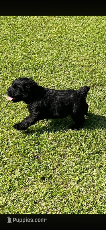 Lillie – Giant Schnauzer puppy for sale in Saluda, SC