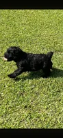 Lillie, a female Giant Schnauzer for sale in Saluda, SC – 1 of 3