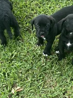 Bernard, a male American Pit Bull Terrier and Miniature Goldendoodle for sale in Saluda, SC – 2 of 5
