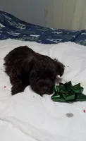 Scotty, a male Miniature Schnauzer for sale in Saluda, SC – 6 of 9