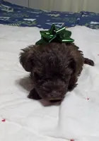 Scotty, a male Miniature Schnauzer for sale in Saluda, SC – 5 of 9