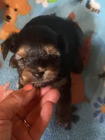 Rascal, a male Yorkshire Terrier for sale in Saluda, SC – 4 of 7