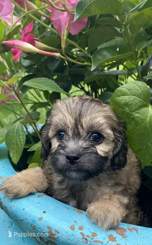 Poppy – Shihpoo puppy for sale in Saluda, SC