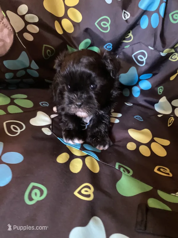 Benny – Maltipoo puppy for sale in Saluda, SC