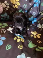 Benny, a male Maltipoo for sale in Saluda, SC – 1 of 4