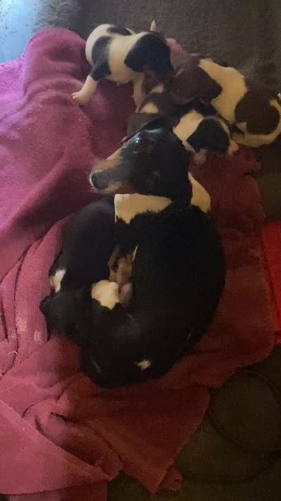 Mocha , a female Miniature Dachshund for sale in Saluda, SC – 6 of 6