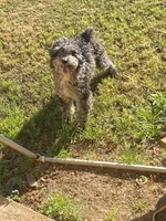 Maximo, a male Miniature Goldendoodle for sale in Saluda, SC – 5 of 7