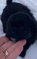 Cooper, a female Shihpoo for sale in Saluda, SC – 5 of 7