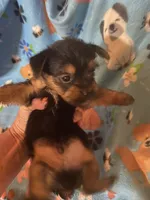 Rascal, a male Yorkshire Terrier for sale in Saluda, SC – 5 of 7