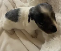 Diesel , a male Miniature Dachshund for sale in Saluda, SC – 9 of 9