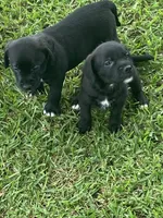 Scarlet, a female American Pit Bull Terrier and Miniature Goldendoodle for sale in Saluda, SC – 3 of 6