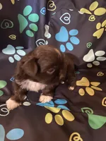 Cocoa, a male Shih Tzu for sale in Saluda, SC – 4 of 8
