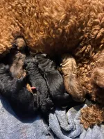 Lenex, a male American Pit Bull Terrier and Miniature Goldendoodle for sale in Saluda, SC – 5 of 5