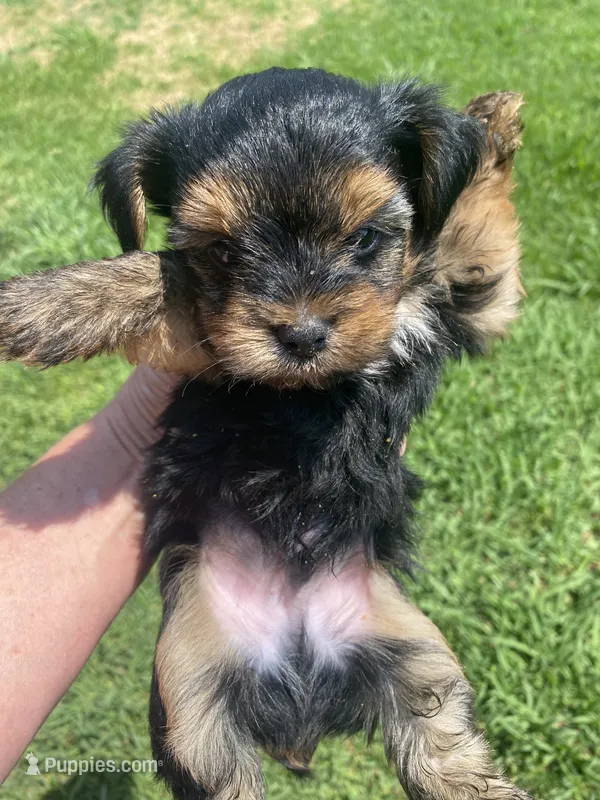 Rascal – Yorkshire Terrier puppy for sale in Saluda, SC