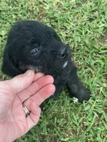 Scarlet, a female American Pit Bull Terrier and Miniature Goldendoodle for sale in Saluda, SC – 5 of 6
