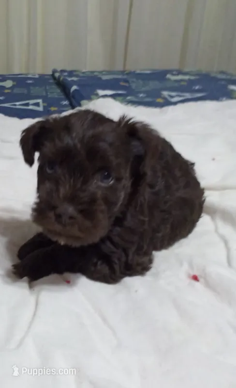 Scotty – Miniature Schnauzer puppy for sale in Saluda, SC